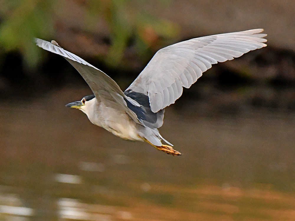 BlackHeron2.jpg