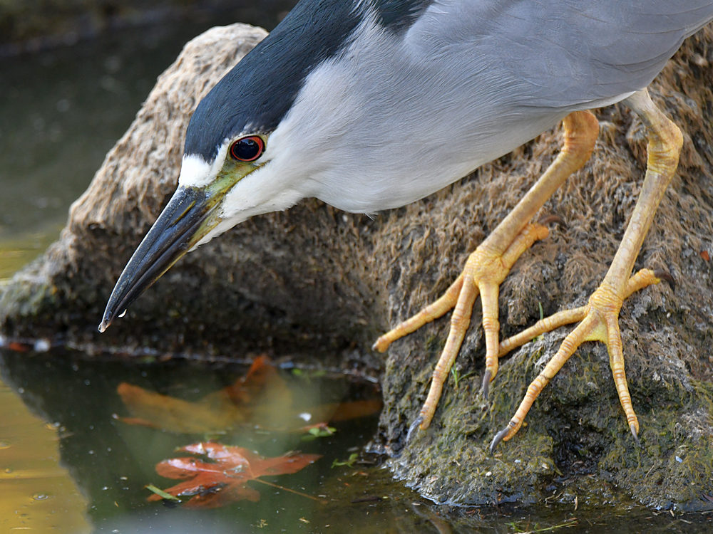 BlackHeron2.jpg
