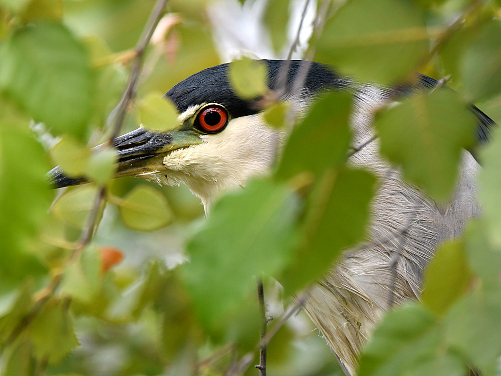 BlackHeron2.jpg