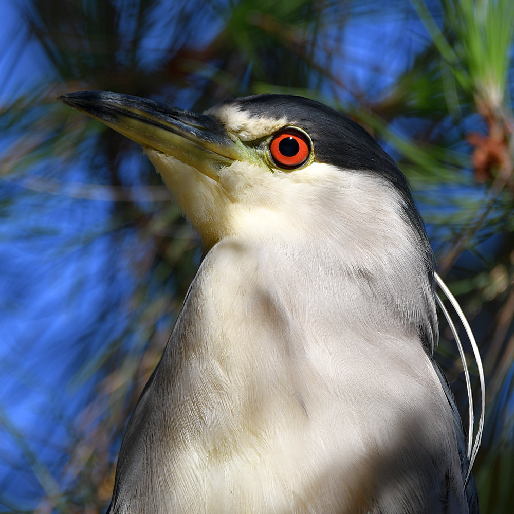 BlackHeron2.jpg