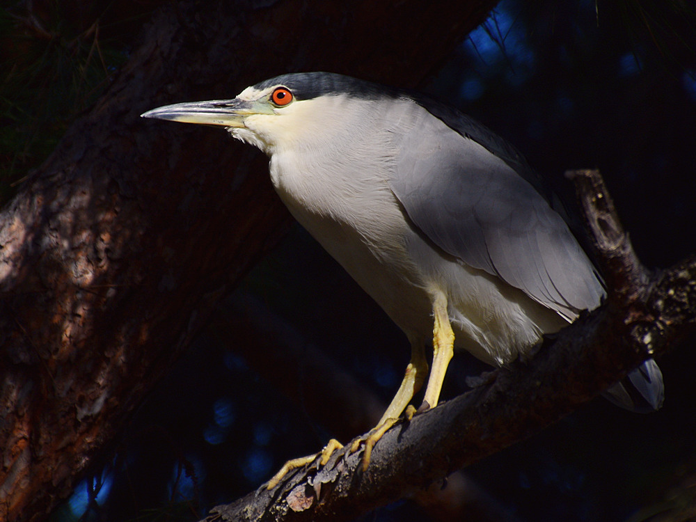 BlackHeron2.jpg