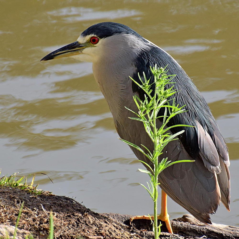 BlackHeron2.jpg
