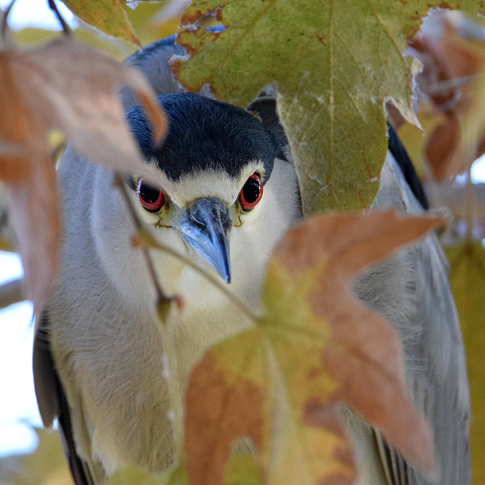 BlackHeron2.jpg