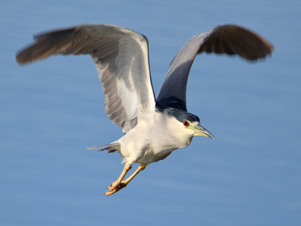 BlackHeron2.jpg