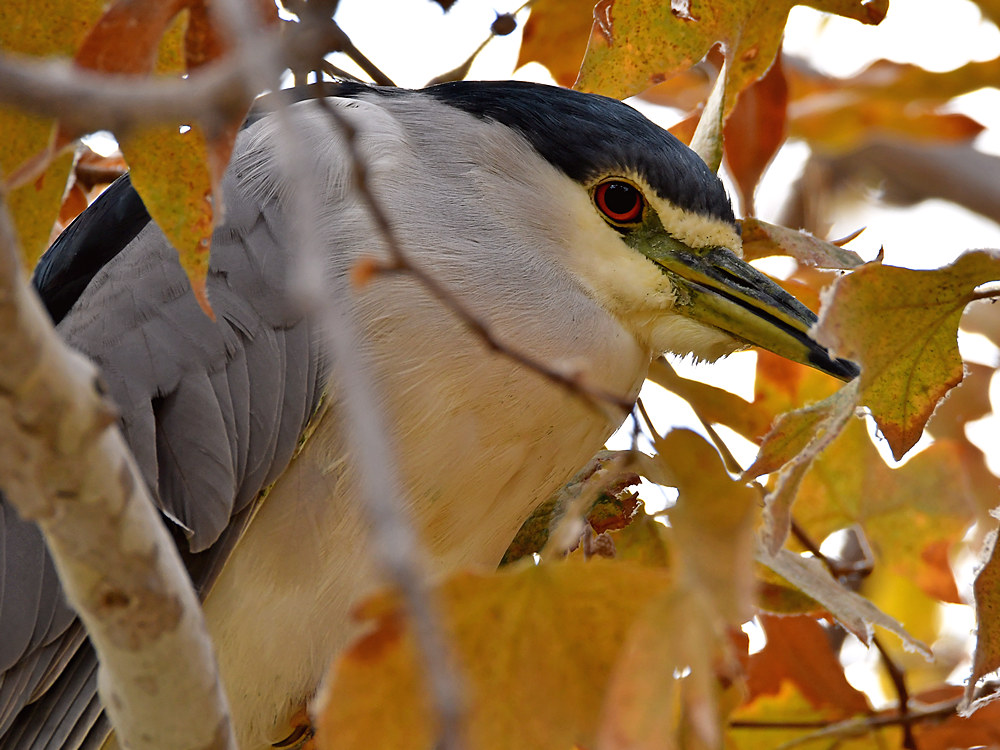 BlackHeron2.jpg