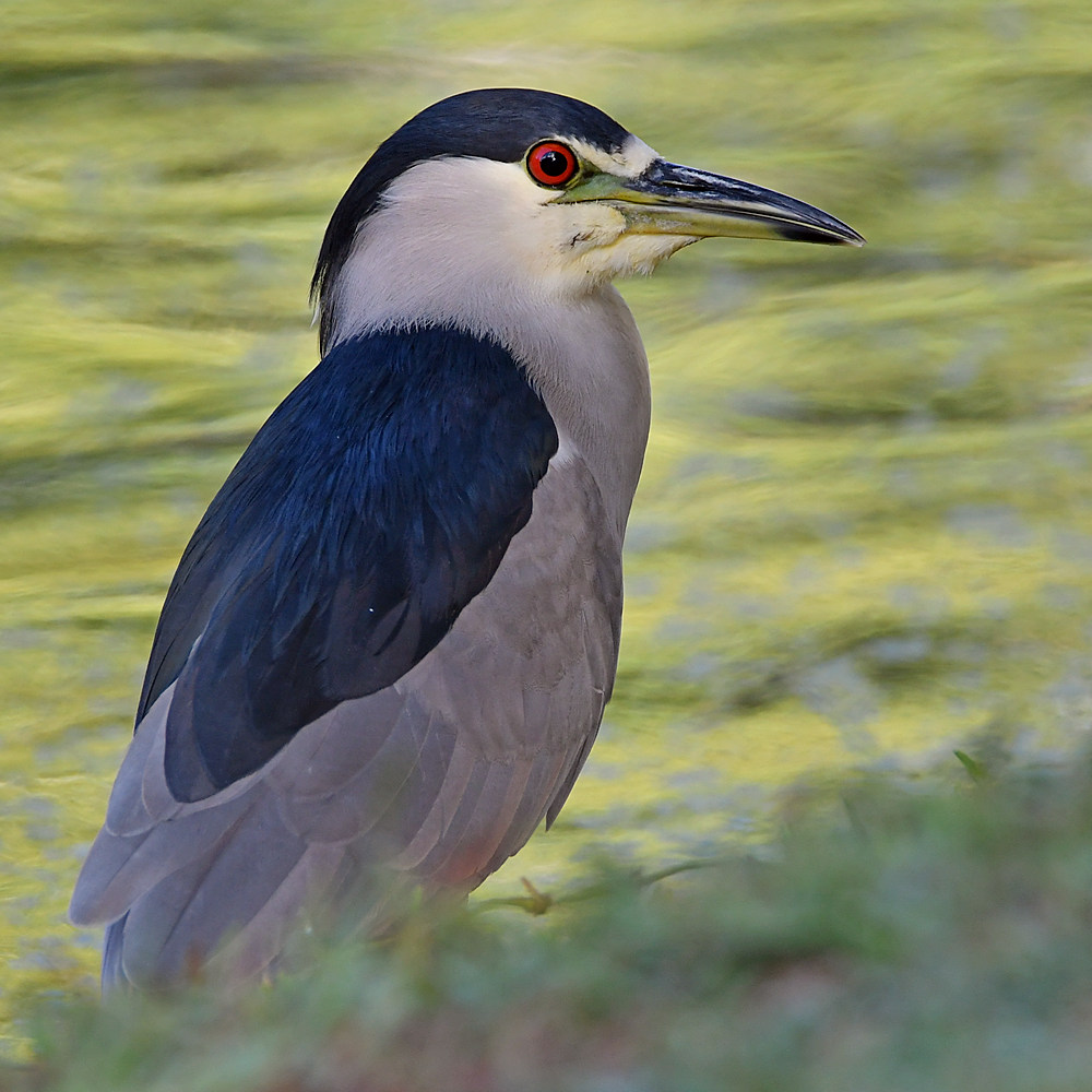 BlackHeron2.jpg