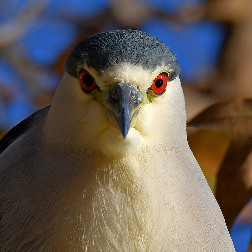 BlackHeron2.jpg