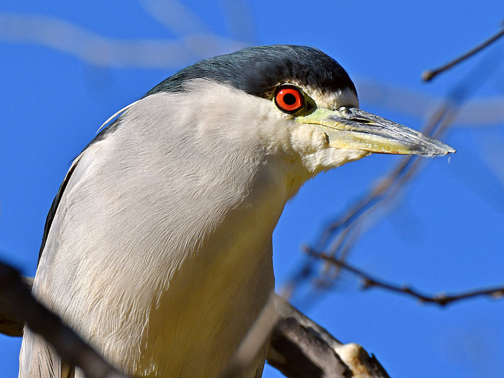 BlackHeron2.jpg