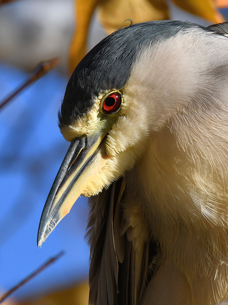 BlackHeron2.jpg