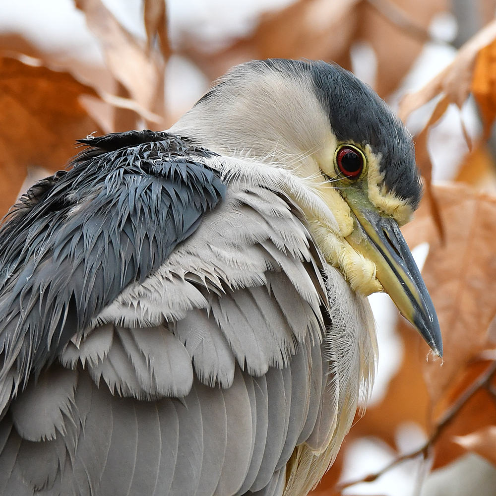 BlackHeron2.jpg