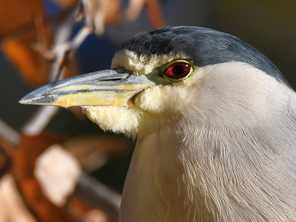 BlackHeron2.jpg