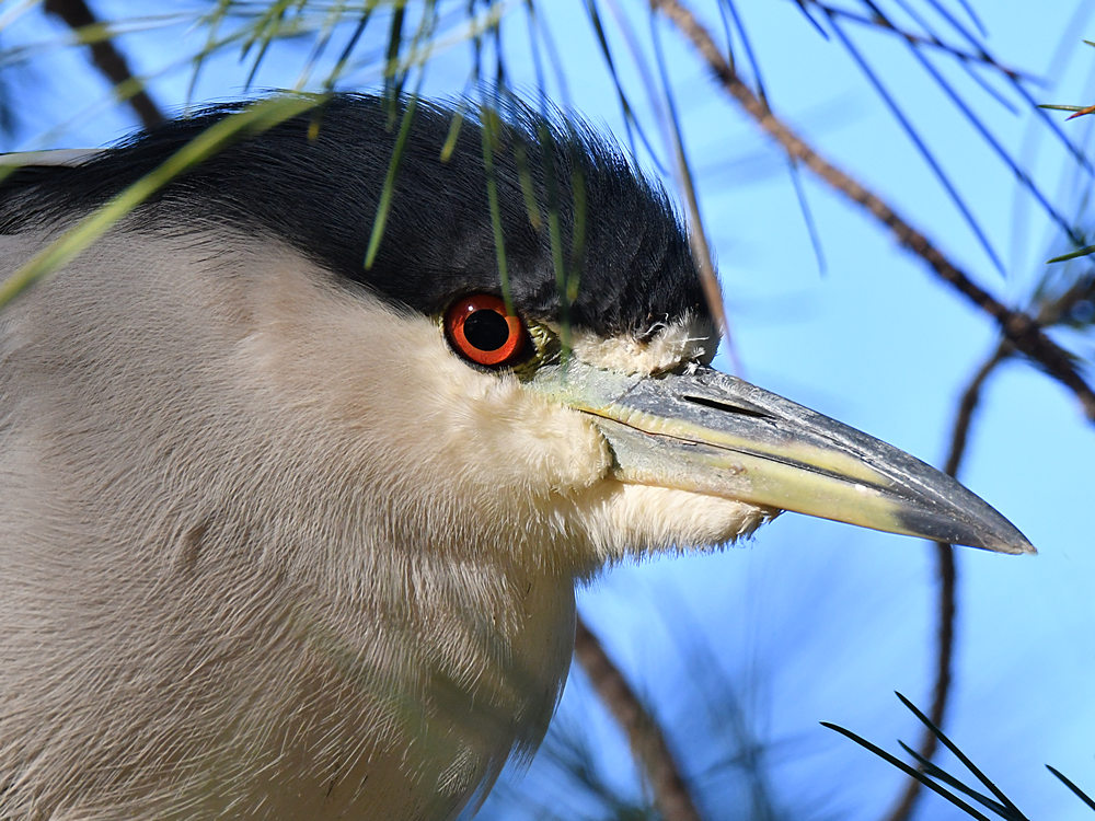 BlackHeron2.jpg