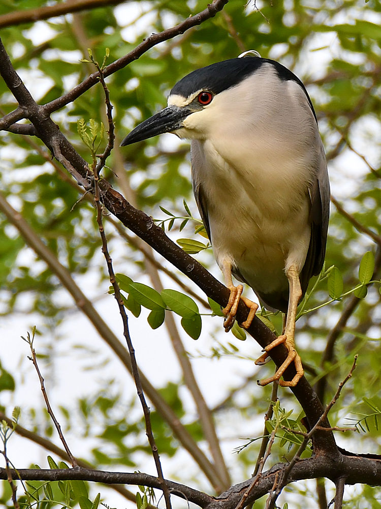 BlackHeron2.jpg