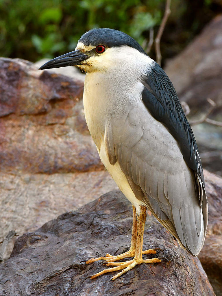 BlackHeron2.jpg