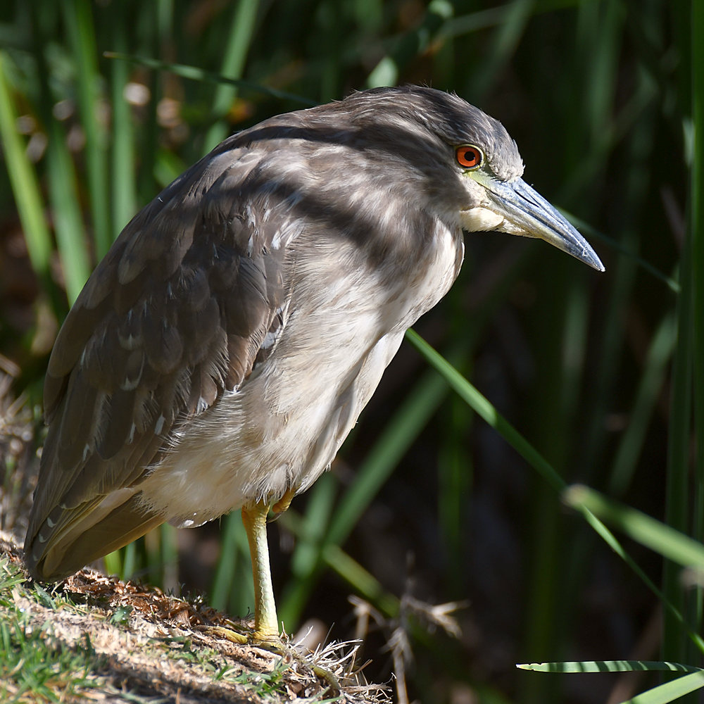 BlackHeron2.jpg