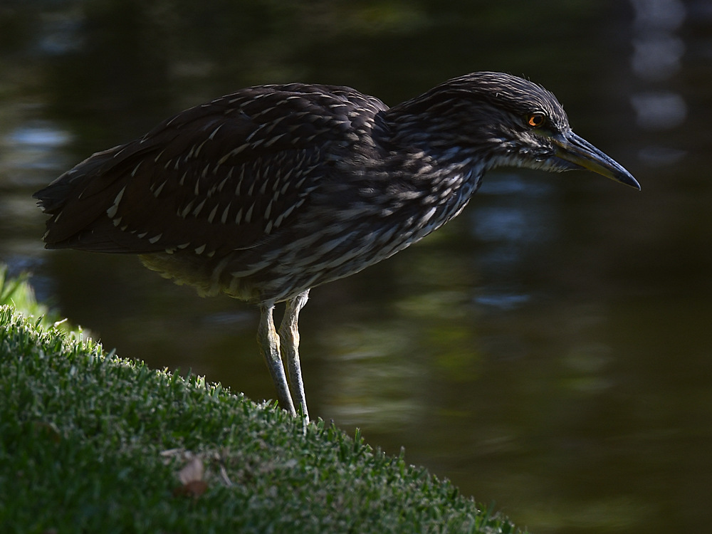 BlackHeron2.jpg