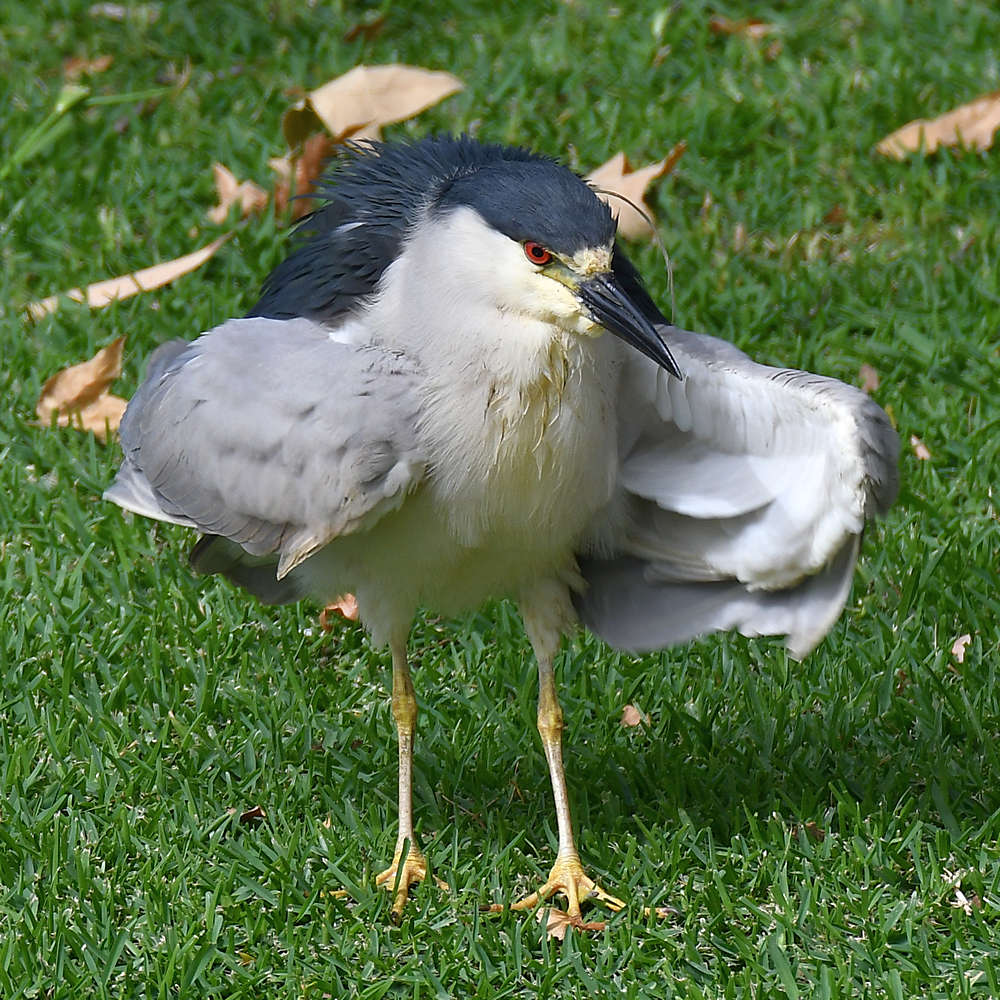 BlackHeron2.jpg