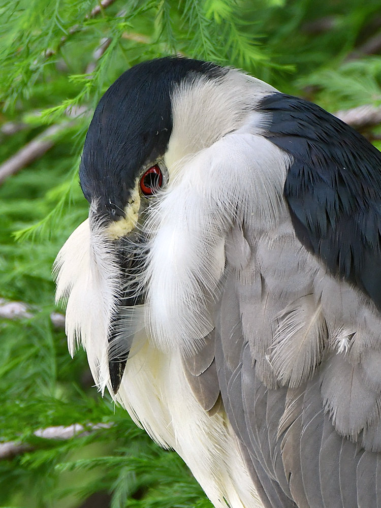 BlackHeron2.jpg