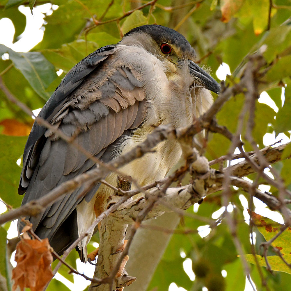 BlackHeron2.jpg
