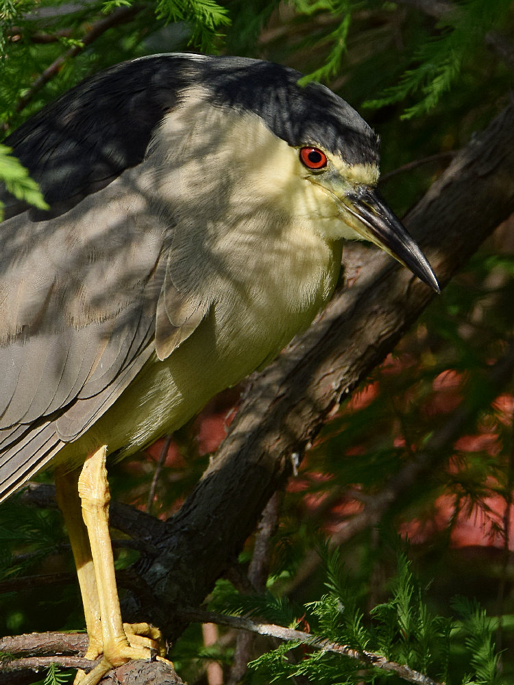 BlackHeron2.jpg