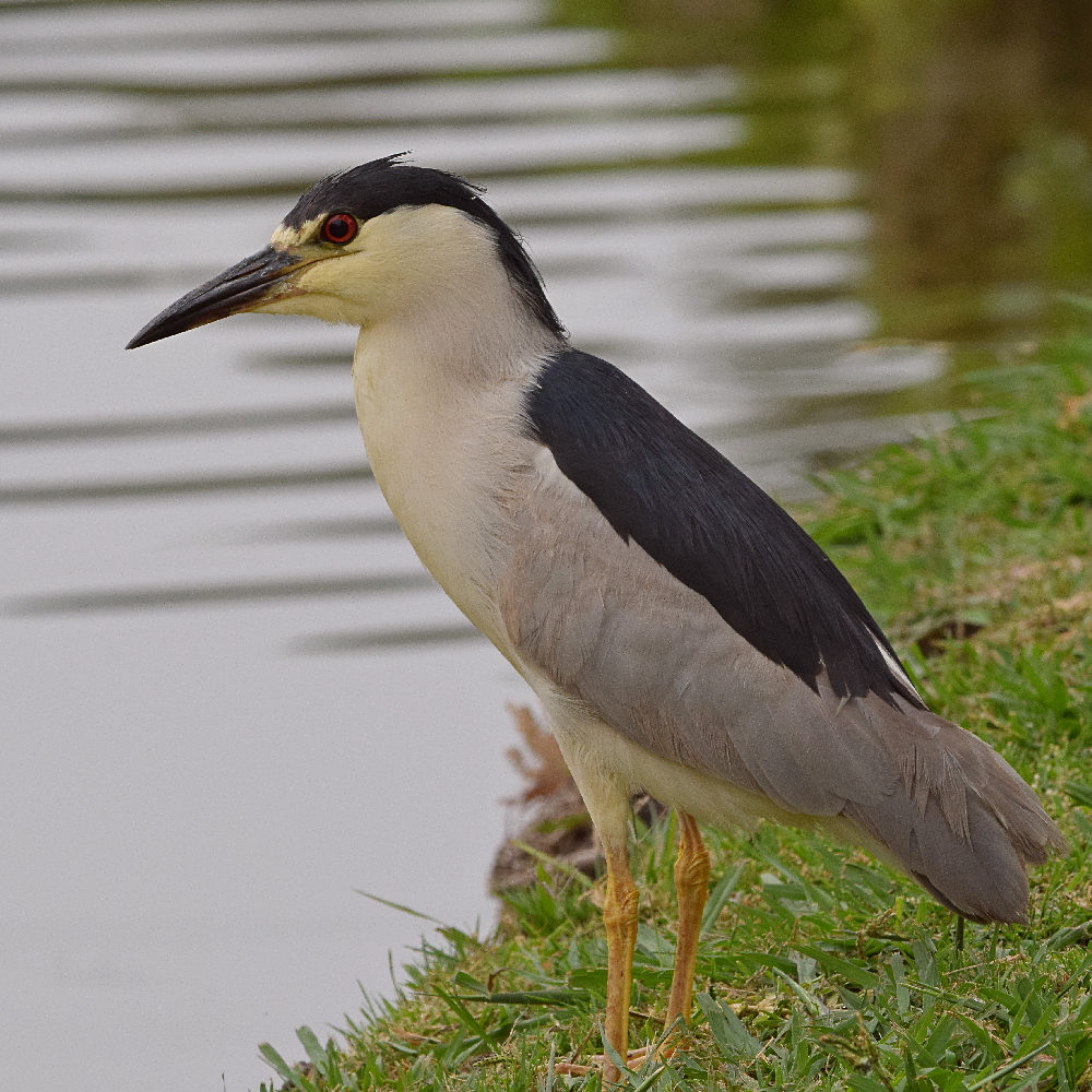 BlackHeron2.jpg