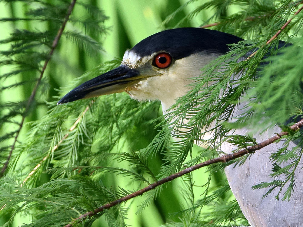 BlackHeron2.jpg