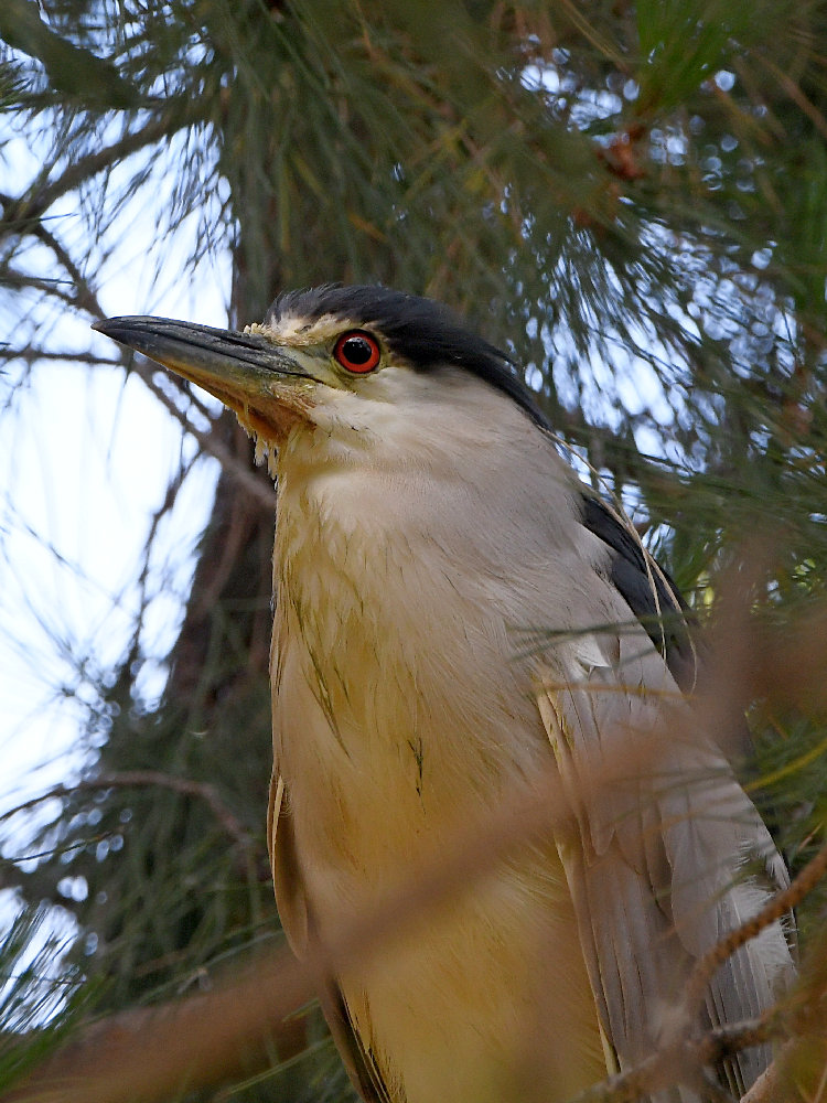 BlackHeron2.jpg