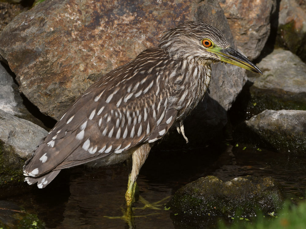 BlackHeron2.jpg