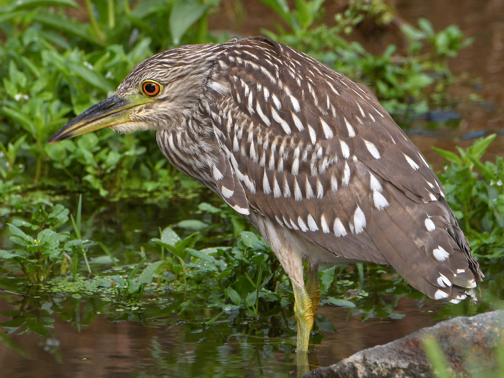 BlackHeron2.jpg