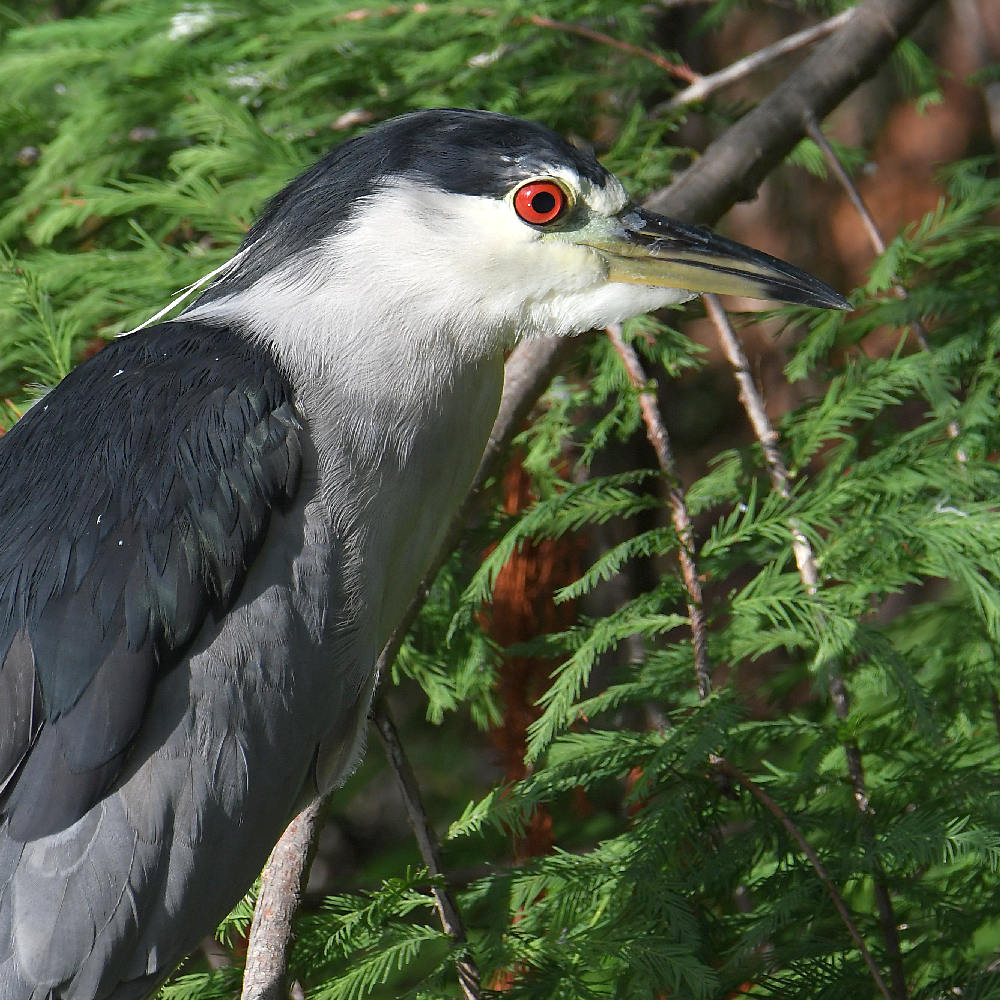 BlackHeron2.jpg