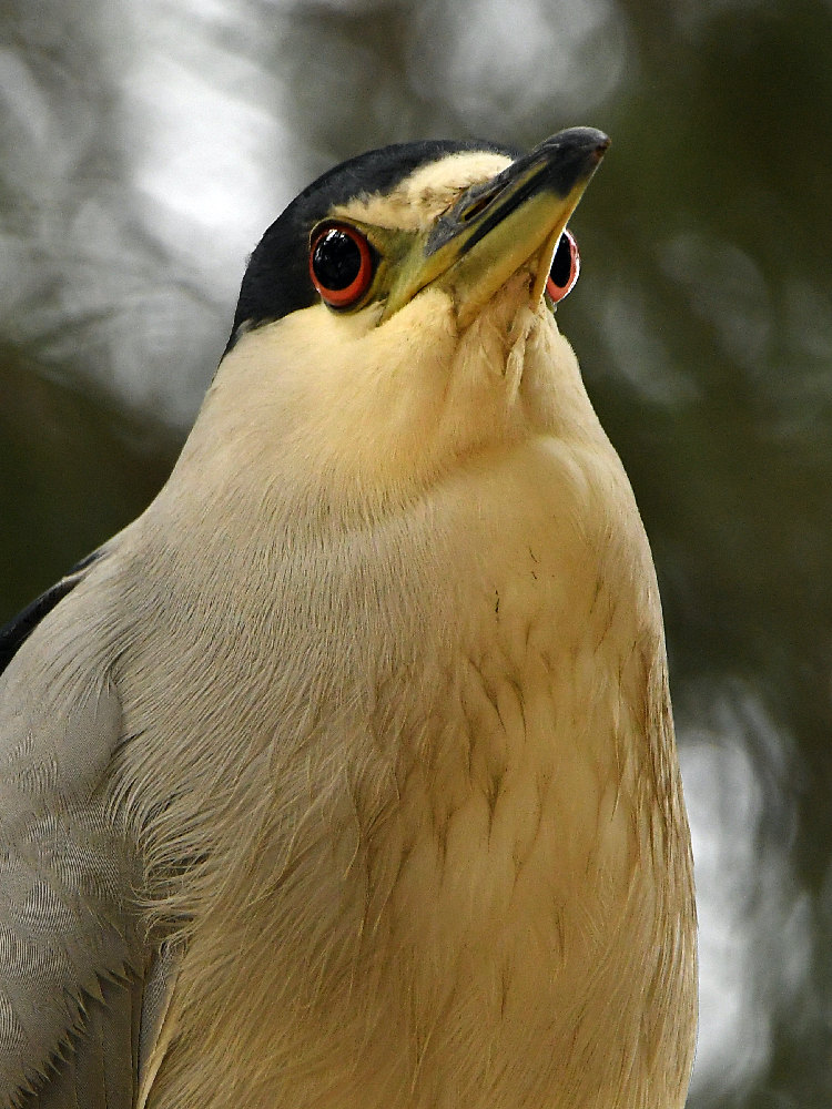 BlackHeron2.jpg