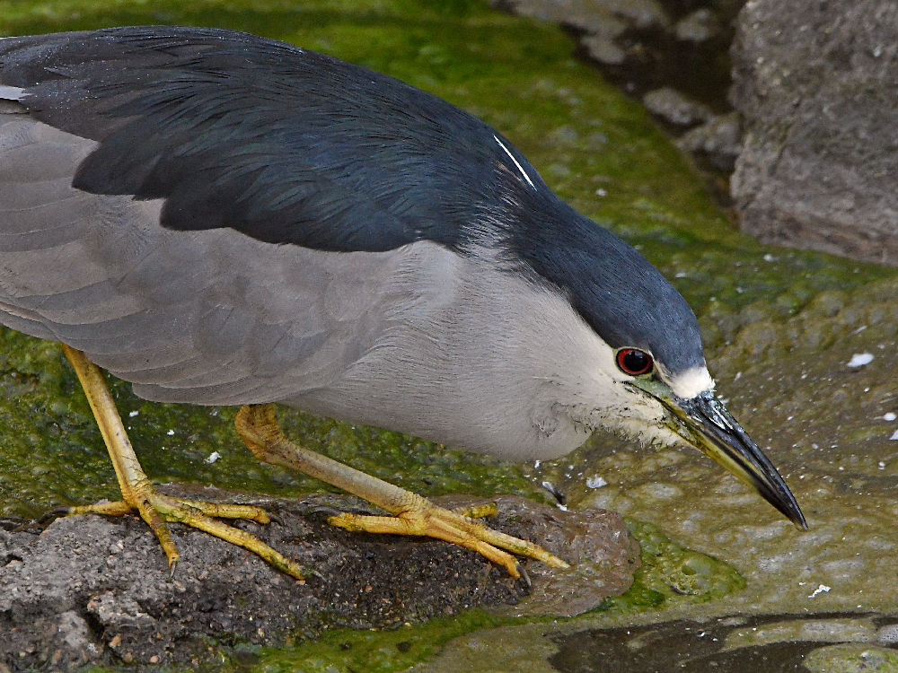 BlackHeron2.jpg