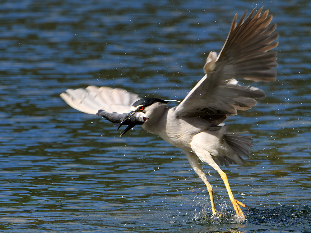 BlackHeron2.jpg