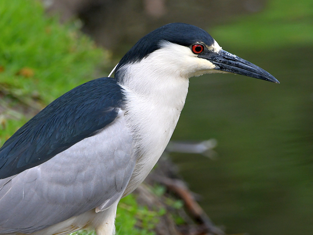 BlackHeron2.jpg