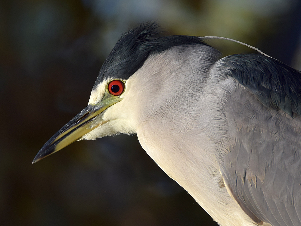BlackHeron21.jpg