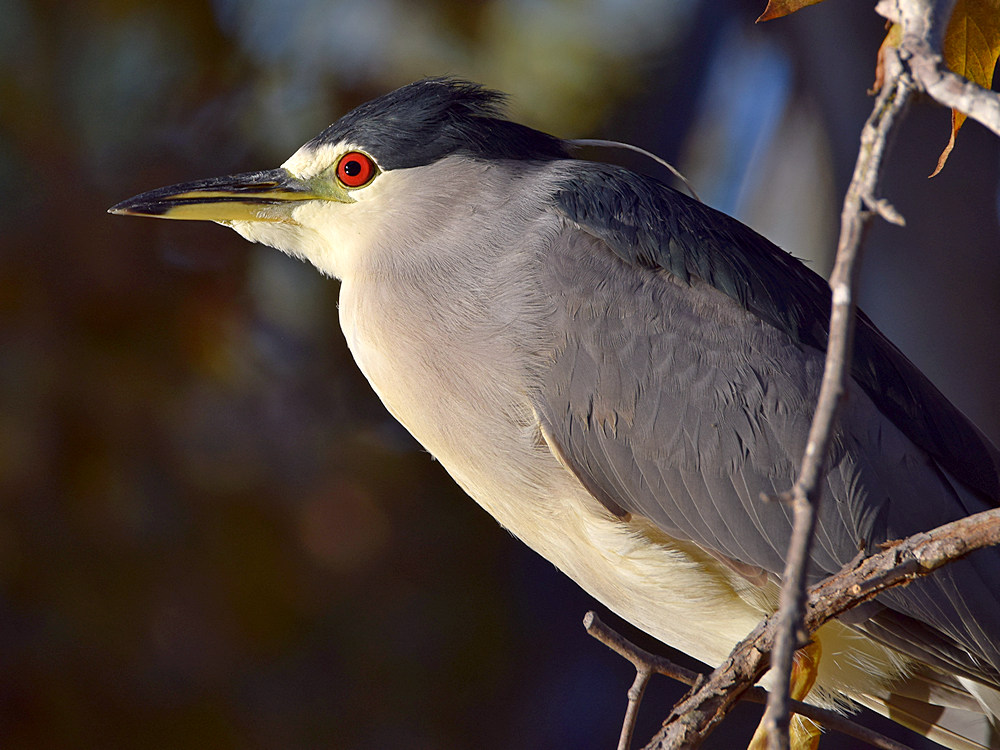 BlackHeron23.jpg
