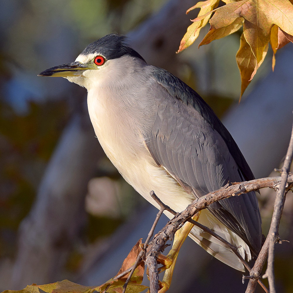 BlackHeron24.jpg