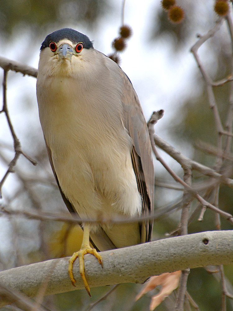 BlackHeron3.jpg