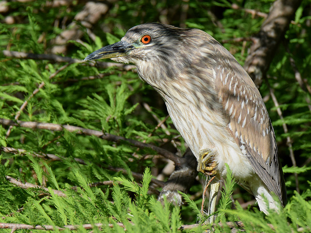 BlackHeron3.jpg