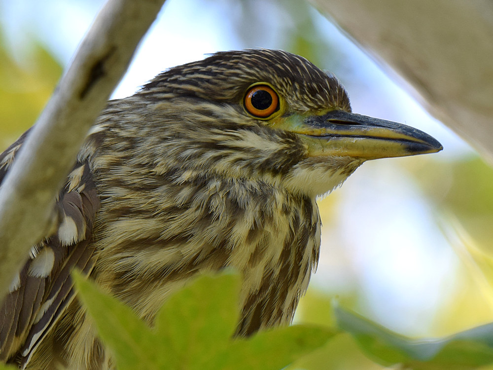 BlackHeron3.jpg