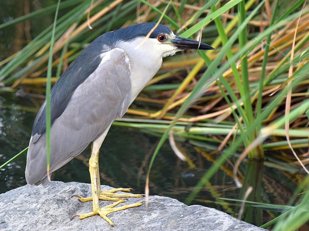 BlackHeron3.jpg