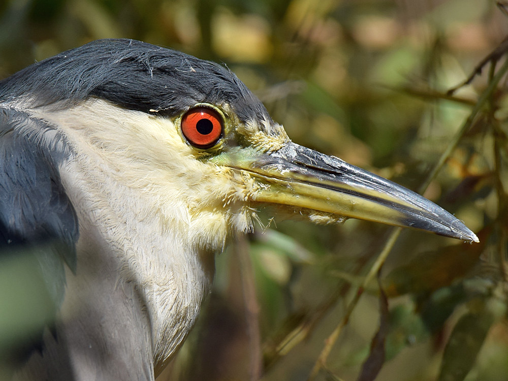 BlackHeron3.jpg
