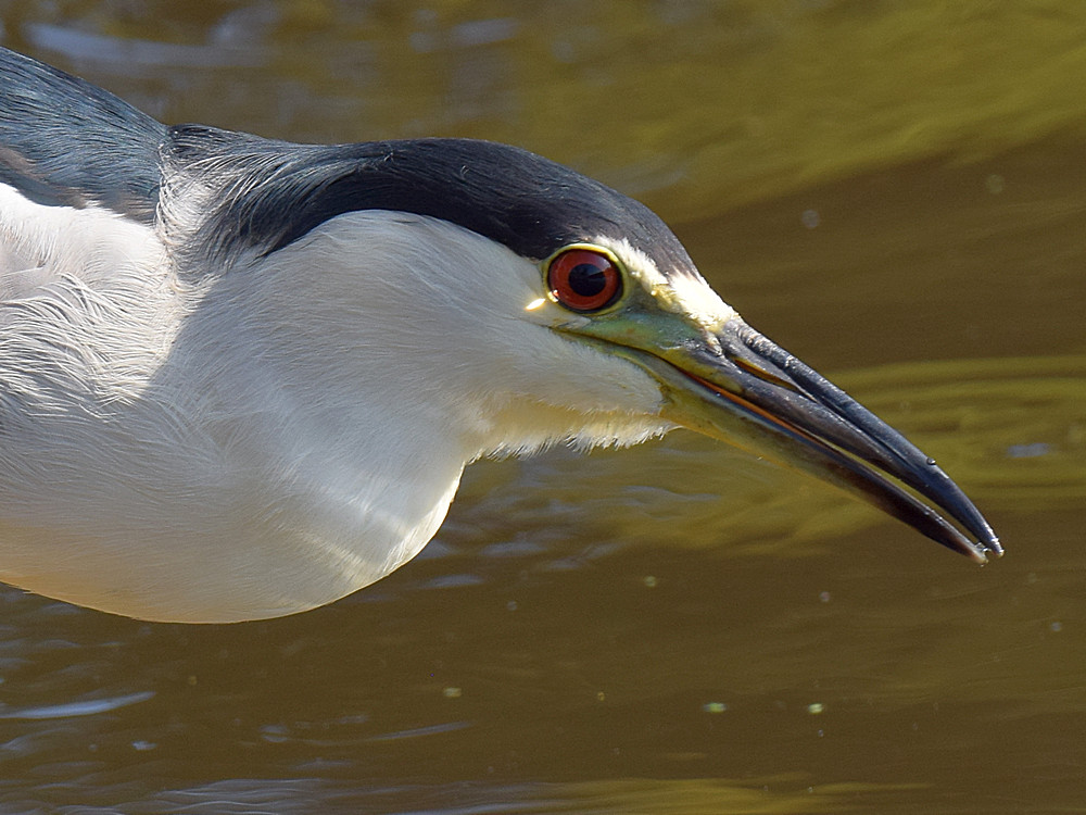 BlackHeron3.jpg