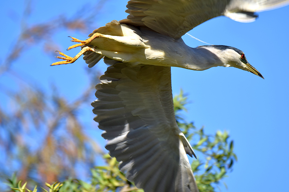 BlackHeron3.jpg