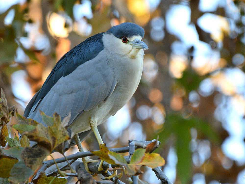 BlackHeron3.jpg