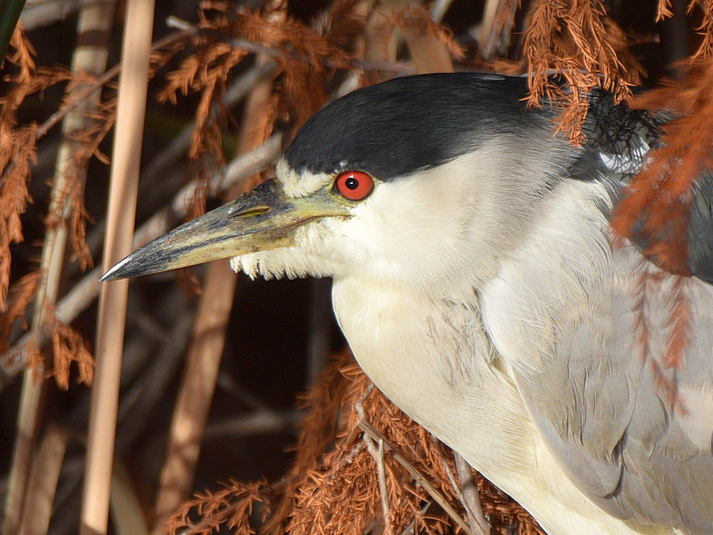 BlackHeron3.jpg