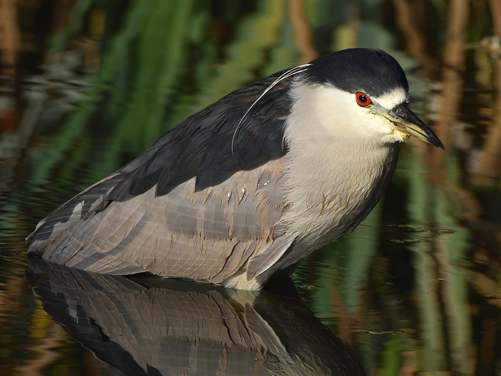 BlackHeron3.jpg