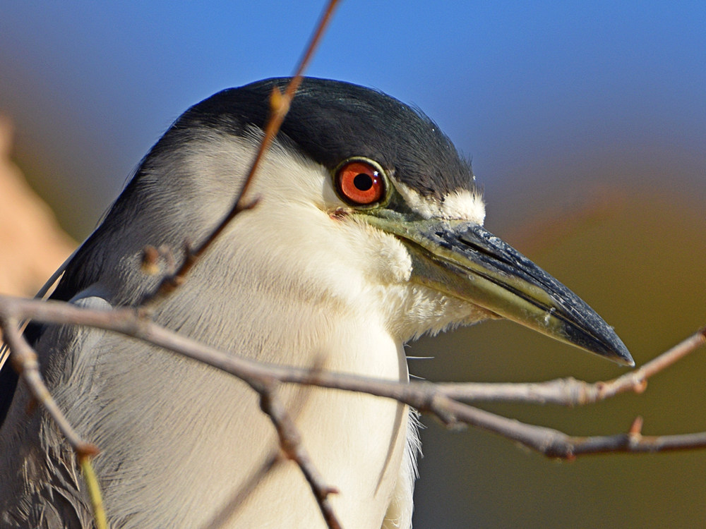 BlackHeron3.jpg