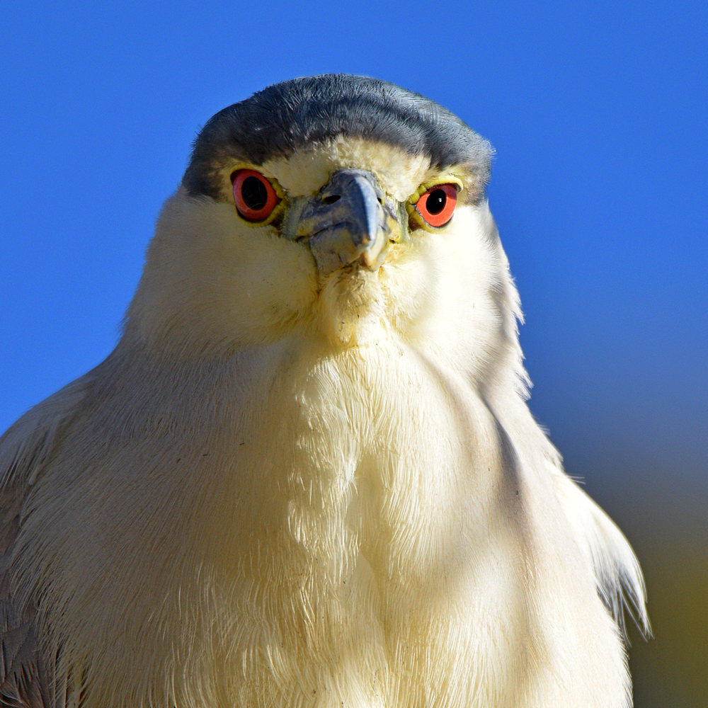 BlackHeron3.jpg