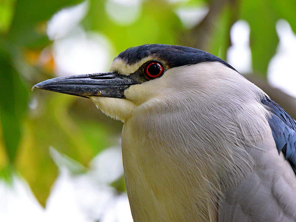BlackHeron3.jpg